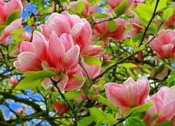 Kwiaty, Magnolii