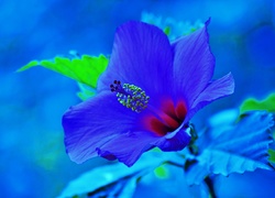 Kwiat, Hibiskus, Błękit
