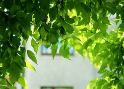 Zielone, Liście