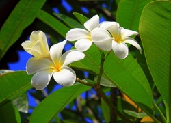 Białe, Kwiaty, Plumeria