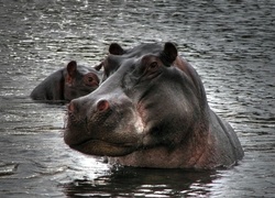 Dwa, Hipopotamy, Woda