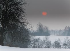 Zima, Drzewa, Cerwone, Słońce