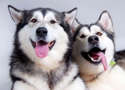 Dwa, Pieski, Alaskan Malamute, Języki