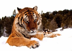 Tygrys, Śnieg, Drzewa