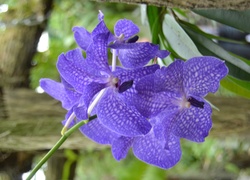 Orchidea