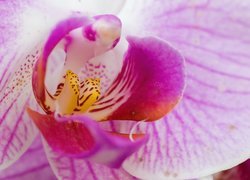 Różowa, Orchidea