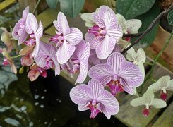 Orchidea, Woda