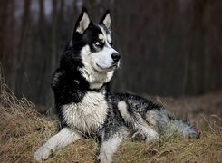 Czujny, Husky, Trawa