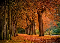 Park, Jesień, Liście