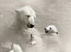 Niedźwiedźie, Polarne, Woda
