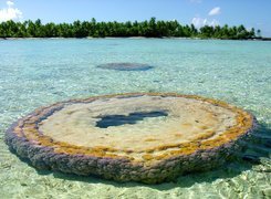 Morze, Palmy, Mały, Atoll