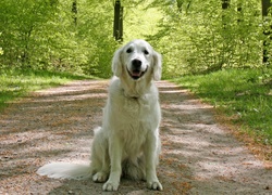 Pies, Las, Droga, Golden Retriever