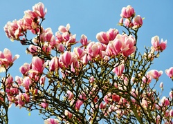 Magnolie, Drzewo, Kwiaty
