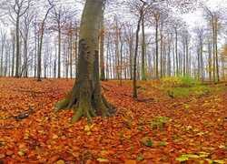 Jesień, Las