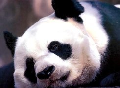 Smutna, Panda