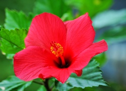 Hibiskus