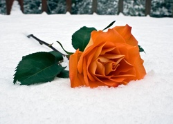 Śnieg, Róża
