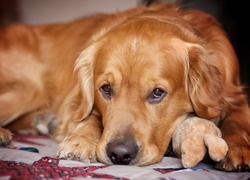 Golden, Retriever, Maskotka, Spojrzenie