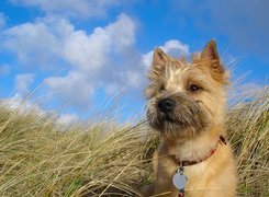 Trawa, Cairn Terrier