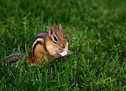 Chipmunk, Jabłuszko, Trawa