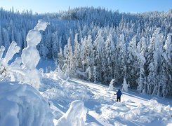 Las, Śnieg, Narciarz