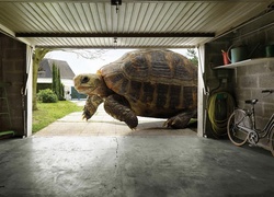 Żółw, Gigant, Garaż