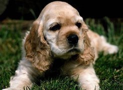 Leżący, Szczeniak, Cocker Spaniel