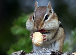 Chipmunk, Orzeszek