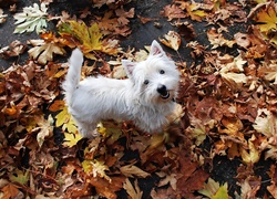 Biały, Piesek, West Highland White Terrier