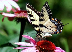 Piękny, Motyl, Paź królowej, Rozłożone, Skrzydła, Kwiaty