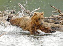 Niedźwiedź, Woda, Gałęzie