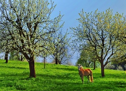 Koń, Sad, Kwitnące, Drzewa, Trawa