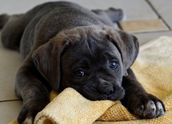 Piesek, Kocyk, Cane corso