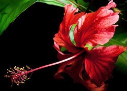 Hibiscus