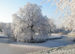 Śnieg, Zaspy, Drzewa, Jezioro