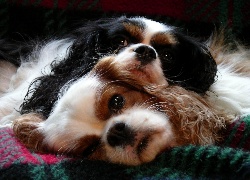 Dwa, Psy, Cavalier King Charles spaniel