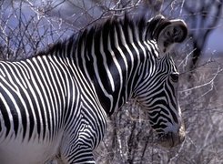 Zebra