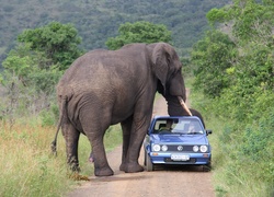 Słoń, Samochód