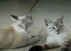 Dwa, Koty, Podłoga