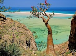 Socotra Island, Jemen, Drzewo, Morze