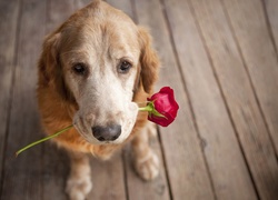Pies, Podłoga, Czerwona, Róża