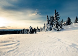 Śnieg, Zaspy, Las, Mróz