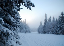 Las, Śnieg, Zaspy, Mróz