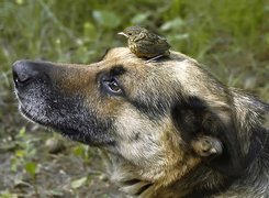 Pies, Ptaszek, Owczarek niemiecki