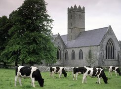 Irlandia, Adare, Krowy, Łąka, Kościół