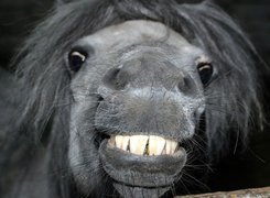 Uśmiechnięty, Koń