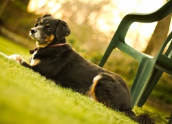 Pies, Trawa, Krzesło