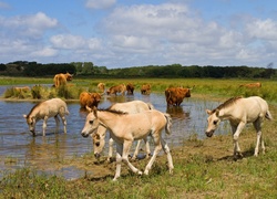 Źrebaki, Krowa szkocka