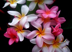 Kwiat, Plumeria