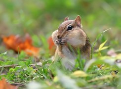 Chipmunk, Łapki
